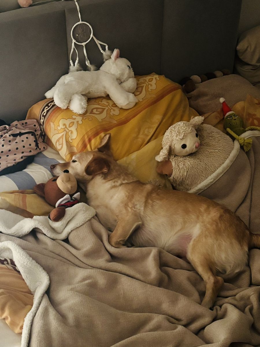 Jake śpiący na kanapie wśród pluszaków
